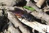 Sphecodes sp.
